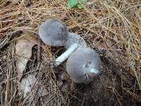 Tricholoma terreum image