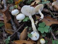 Hygrophorus chrysodon image