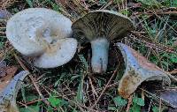 Lactarius chelidonium image