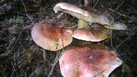 Tricholomopsis rutilans image