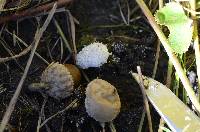 Lycoperdon curtisii image