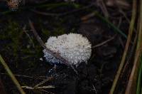 Lycoperdon curtisii image