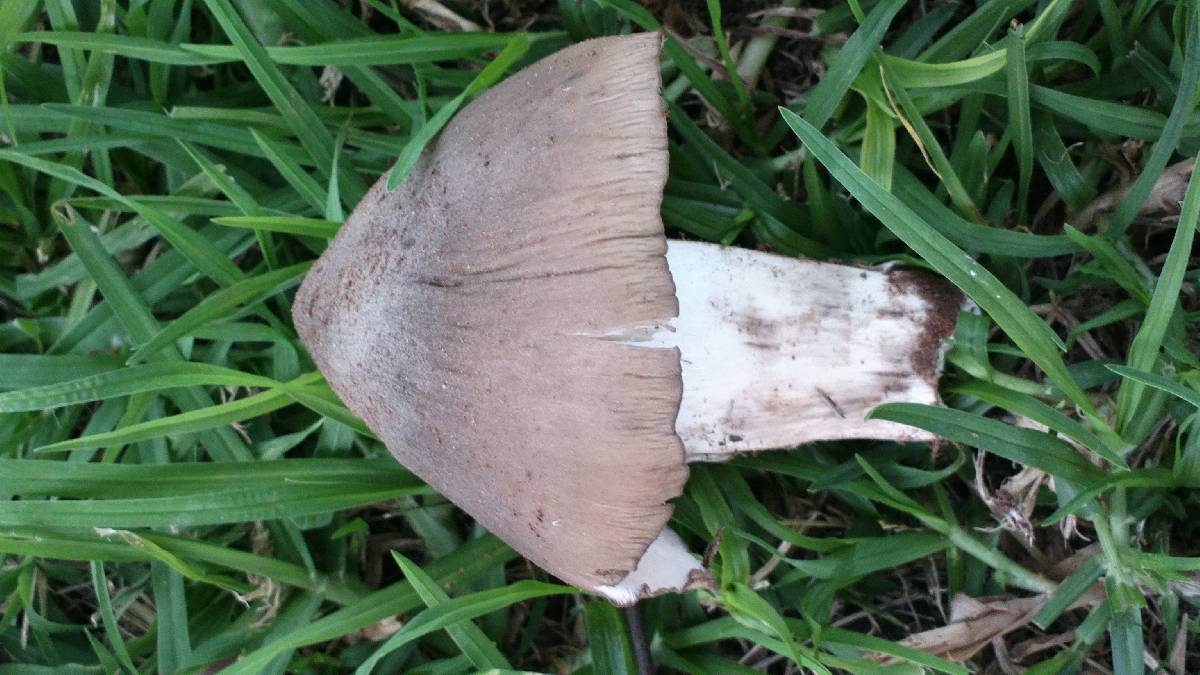Termitomyces sagittiformis image
