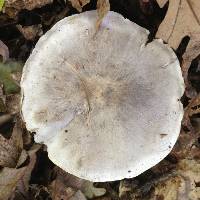 Tricholoma venenatum image