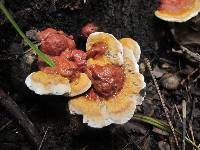 Ganoderma sessile image