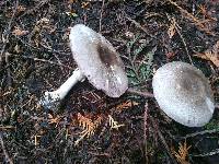 Agaricus moelleri image