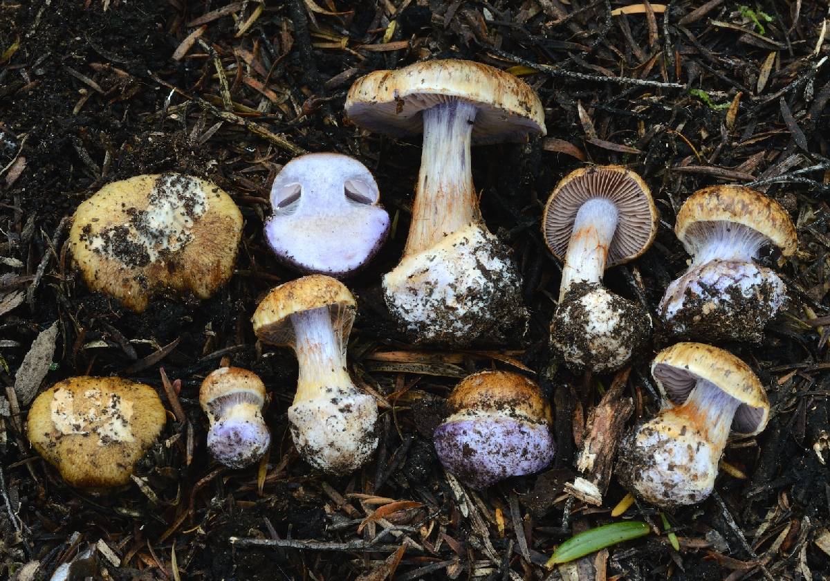 Cortinarius medioscaurus image