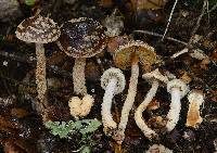 Cortinarius phaeomyxa image