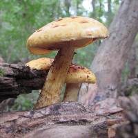 Pholiota limonella image