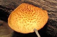 Gymnopilus fulvosquamulosus image