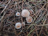 Mycena pearsoniana image