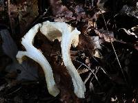 Hygrophorus tennesseensis image