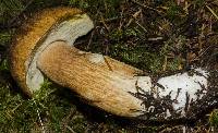 Boletus fibrillosus image