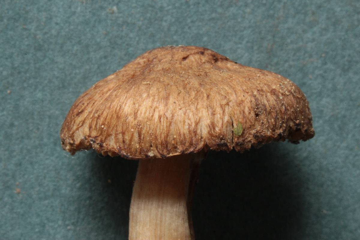 Inocybe taxocystis image