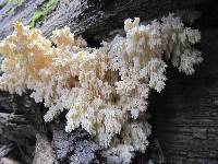 Hericium abietis image