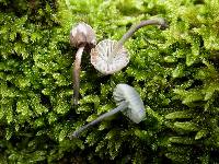 Mycena pseudocorticola image