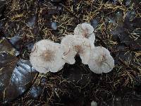 Tricholoma scalpturatum image