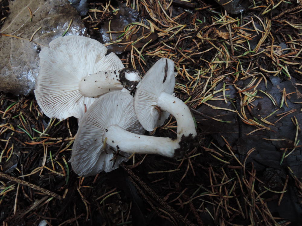 Tricholoma scalpturatum image