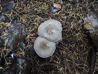 Tricholoma scalpturatum image