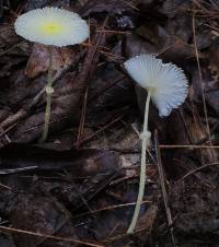 Leucocoprinus fragilissimus image