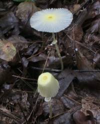 Leucocoprinus fragilissimus image