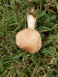 Leucoagaricus americanus image