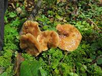 Armillaria mexicana image