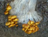 Pholiota limonella image