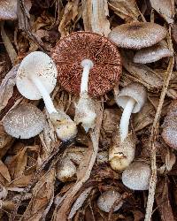 Volvariella volvacea image