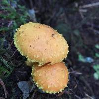 Pholiota flammans image