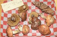 Suillus subalpinus image