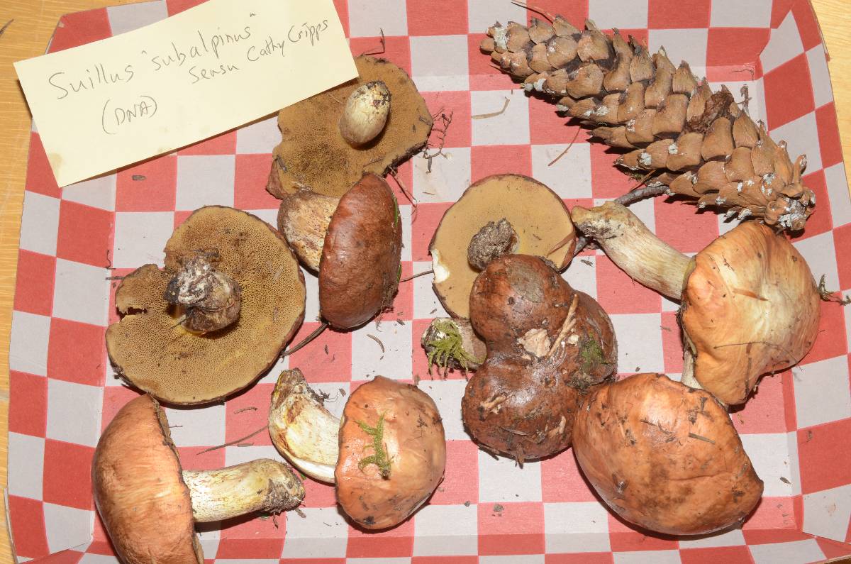Suillus subalpinus image