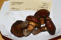 Suillus grevillei image