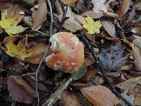 Boletus chippewaensis image