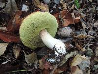 Boletus chippewaensis image