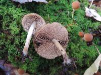 Psathyrella piluliformis image