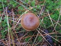 Cortinarius sect. Dermocybe image