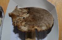 Tricholoma pardinum image