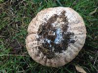 Calvatia cyathiformis image