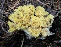 Ramaria magnipes image