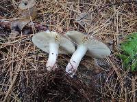 Russula smithii image