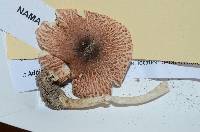 Lepiota rubrotinctoides image