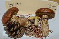 Suillus luteus image