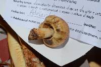 Cortinarius pinguis image