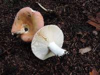 Russula aurora image