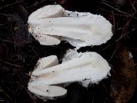 Amanita sect. Vaginatae image