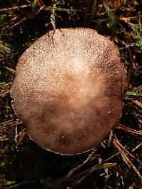 Agaricus silvaticus image