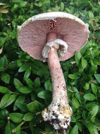 Agaricus placomyces image