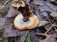 Ganoderma curtisii image