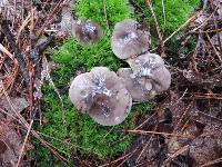 Tricholoma portentosum image